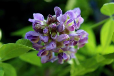 Wisteria frutescens 'Longwood Purple' - vistárie křovitá - květ